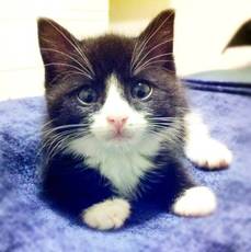Adorable Tuxedo Kitten