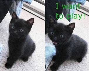 Cute Black Kitten