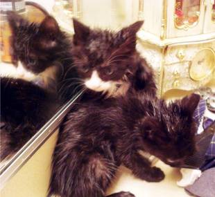 Kittens After a Bath